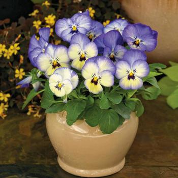 Viola cornuta 'ColorMax Blue Icy' 