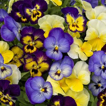 Viola cornuta 'ColorMax Lemonberry Pie Mix' 