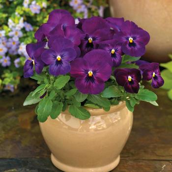 Viola cornuta 'ColorMax Purple Glow' 