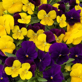 Viola cornuta 'ColorMax Royal Mix' 