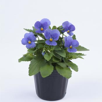 Viola cornuta 'ColorMax True Blue' 