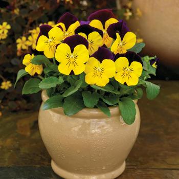 Viola cornuta 'ColorMax Yellow Jump Up' 