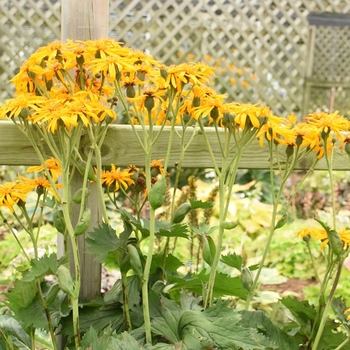 Ligularia reniformis