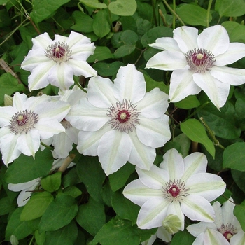 Clematis 'Miss Bateman' 