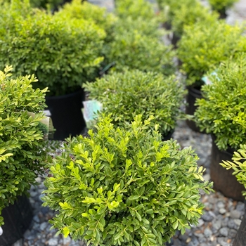 Buxus sinica var. insularis 'Nana' 