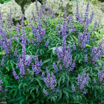 Vitex agnus-castus 'SMVACBD' PP26614