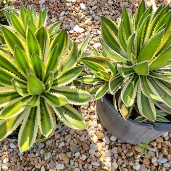 Agave lophantha 'Quadricolor' 