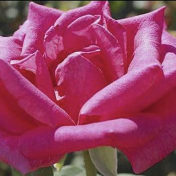 Rosa 'Perfume Delight™' PP3282