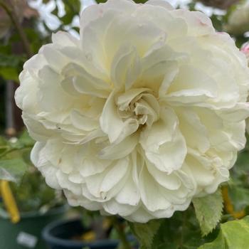 Rosa 'Tranquillity' 