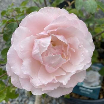 Rosa 'Belinda's Blush' 