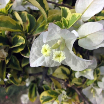 Bougainvillea 