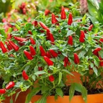 Capsicum annuum 'Pequin' 