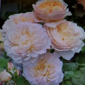 Rosa 'Moonlight in Paris' PPAF