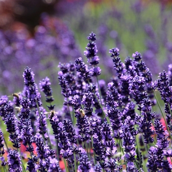 Lavandula x intermedia