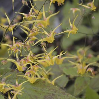 Epimedium 'Songbirds' 