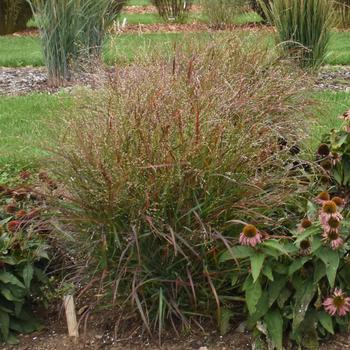 Panicum virgatum 'Red Flame' 