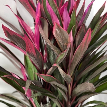 Cordyline fruticosa 'Xerox' 