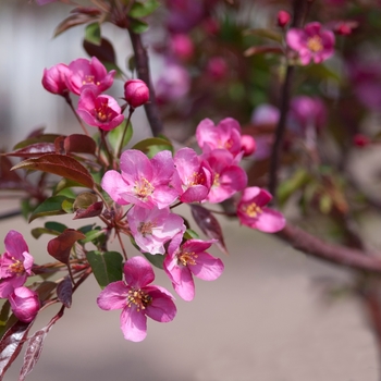 Malus 'Red Splendor' 