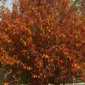 Carpinus caroliniana 'J.N. Select A' 