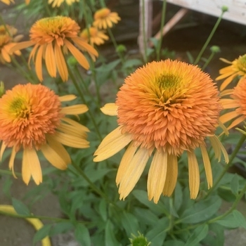 Echinacea purpurea 'Orange Fascinator' 