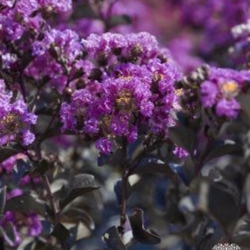 Lagerstroemia indica 'Purely Purple™' 