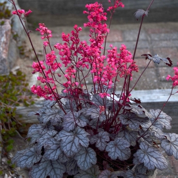 Heuchera 'Timeless Treasure' 