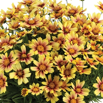 Coreopsis grandiflora 'DCORSOSB' 