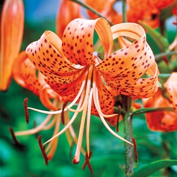 Lilium lancifolium