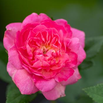 Rosa 'Radtreasure' 