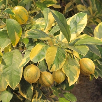 Citrus limon 'Variegated Meyer' 