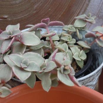 Crassula pellucida ssp. marginalis 'Variegata' 