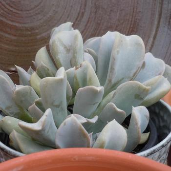 Echeveria runyonii 'Topsy Turvy' 