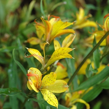 Alstroemeria 'Glory of the Andes' 