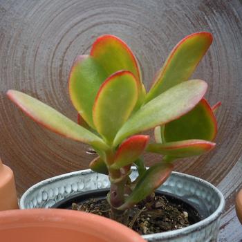 Crassula ovata 'Sunset' 