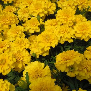 Tagetes patula Bonanza 'Yellow'