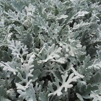 Senecio cineraria 'Silver Dust'