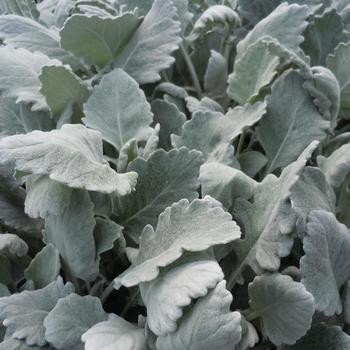 Senecio cineraria 'New Look®' 