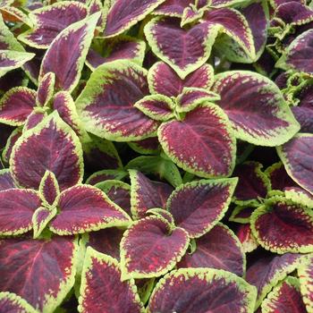 Coleus 'Scarlet' 