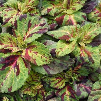 Coleus 'Mosaic' 