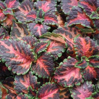 Coleus 'Coral Sunrise' 