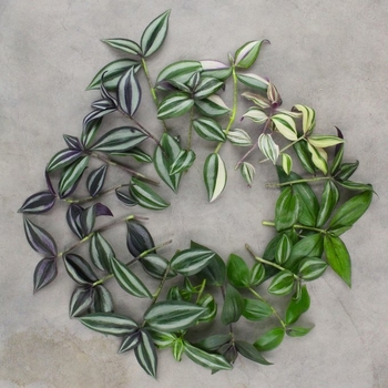 Tradescantia 'Multiple Varieties' 