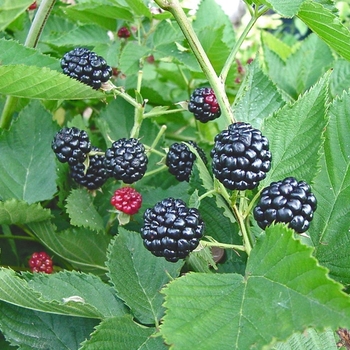 Rubus 'Natchez' 
