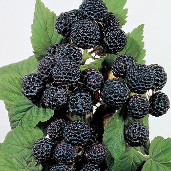 Rubus 'Multiple Varieties' 