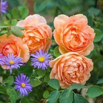 Rosa 'Lady of Shalott' 