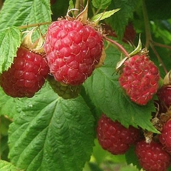 Rubus idaeus 'Meeker' 
