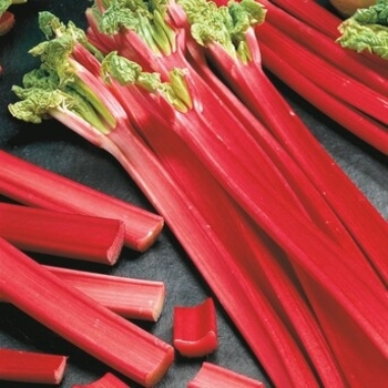 Rheum 'Chipman's Canada Red' 