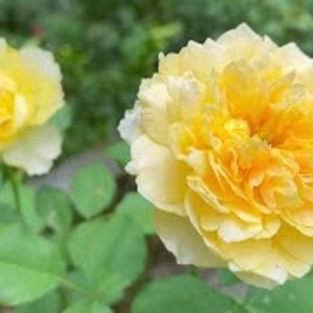 Rosa 'Molineux' 