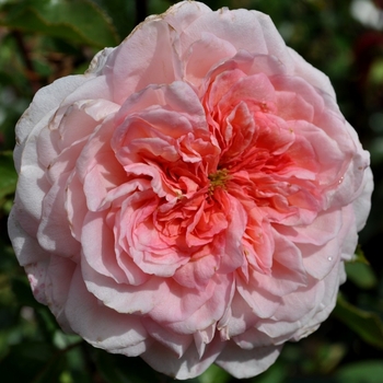 Rosa 'Savannah™' KORvioros