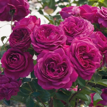 Rosa 'Celestial Night' WEKebtigrad