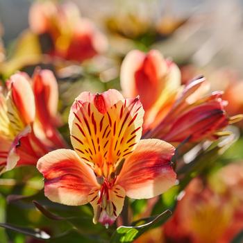 Alstroemeria 'Indian Summer'